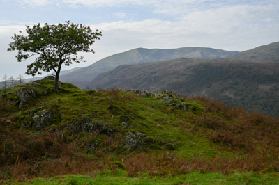 A lone tree